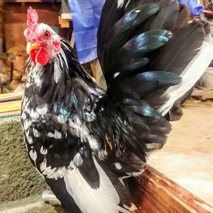 Meet your Posher, Amber